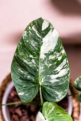 Schismatoglottis sp. Banyuwangi variegata